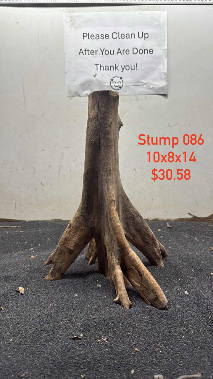 Mangrove Tree Stump 086