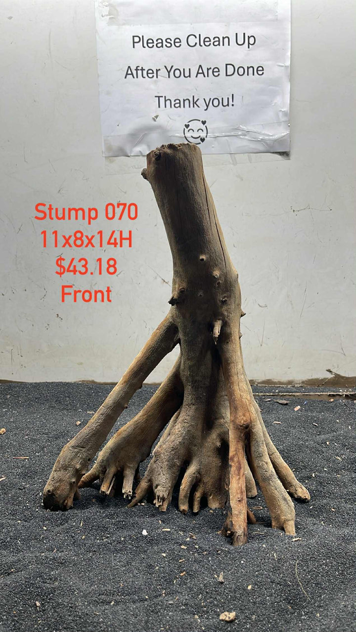 Mangrove Tree Stump 070