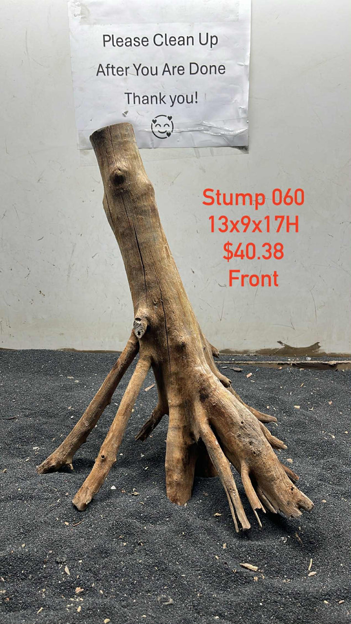 Mangrove Tree Stump 060