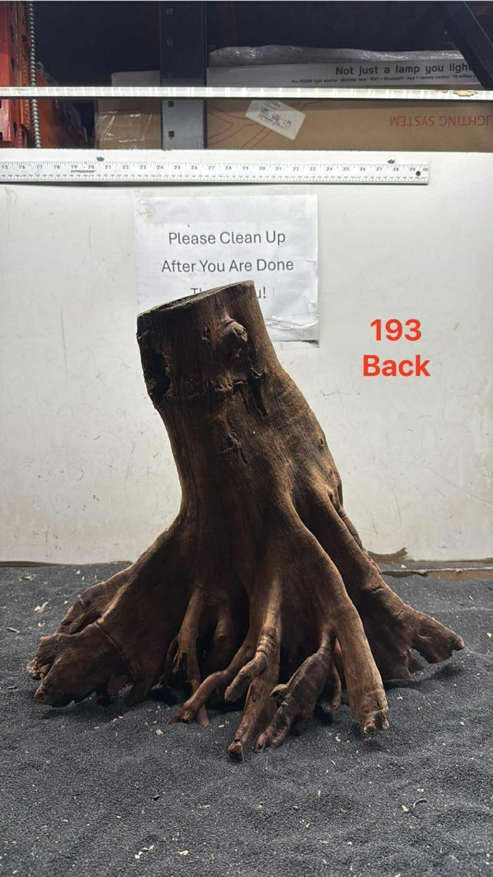 Mangrove Tree Stump 193