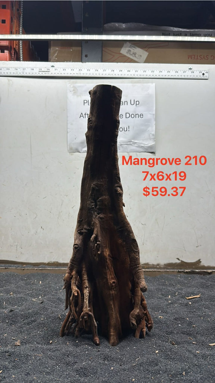 Mangrove Tree Stump 210