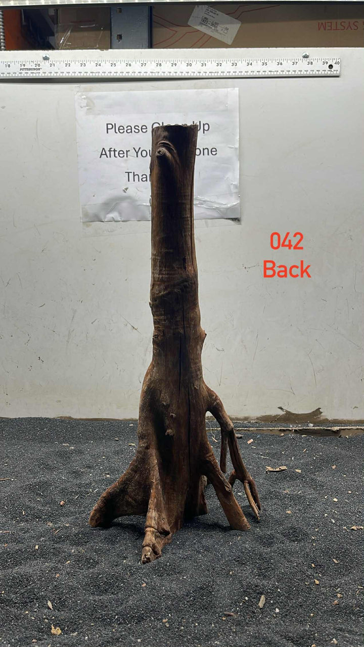 Mangrove Tree Stump 042
