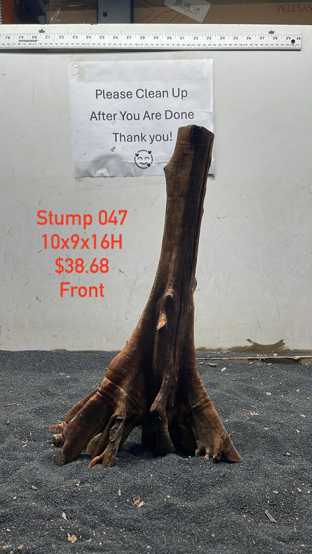 Mangrove Tree Stump 047