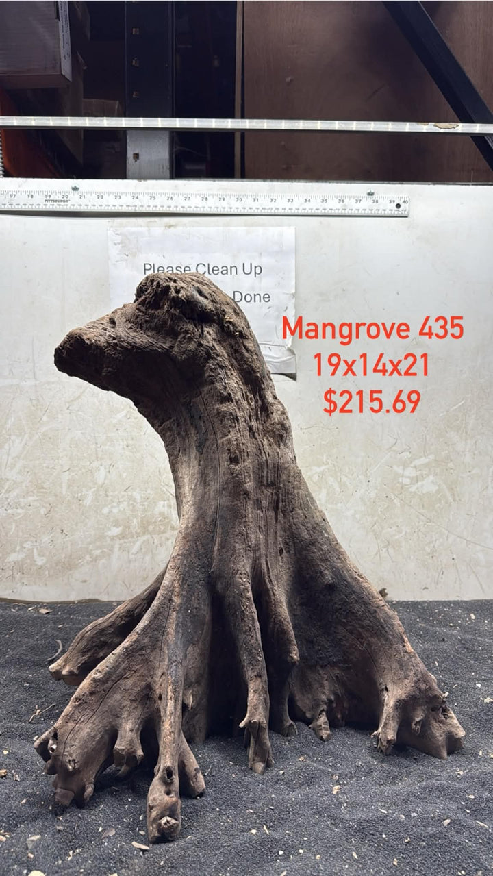 Mangrove Tree Stump 435