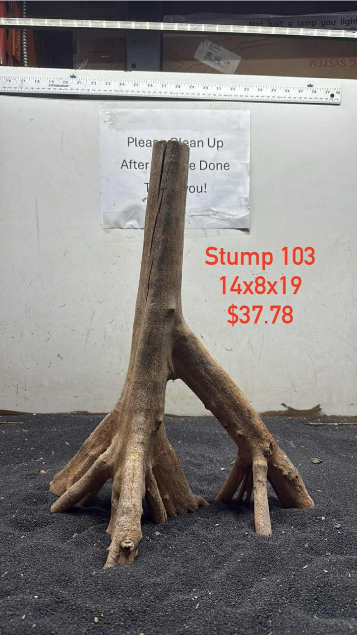 Mangrove Tree Stump 103