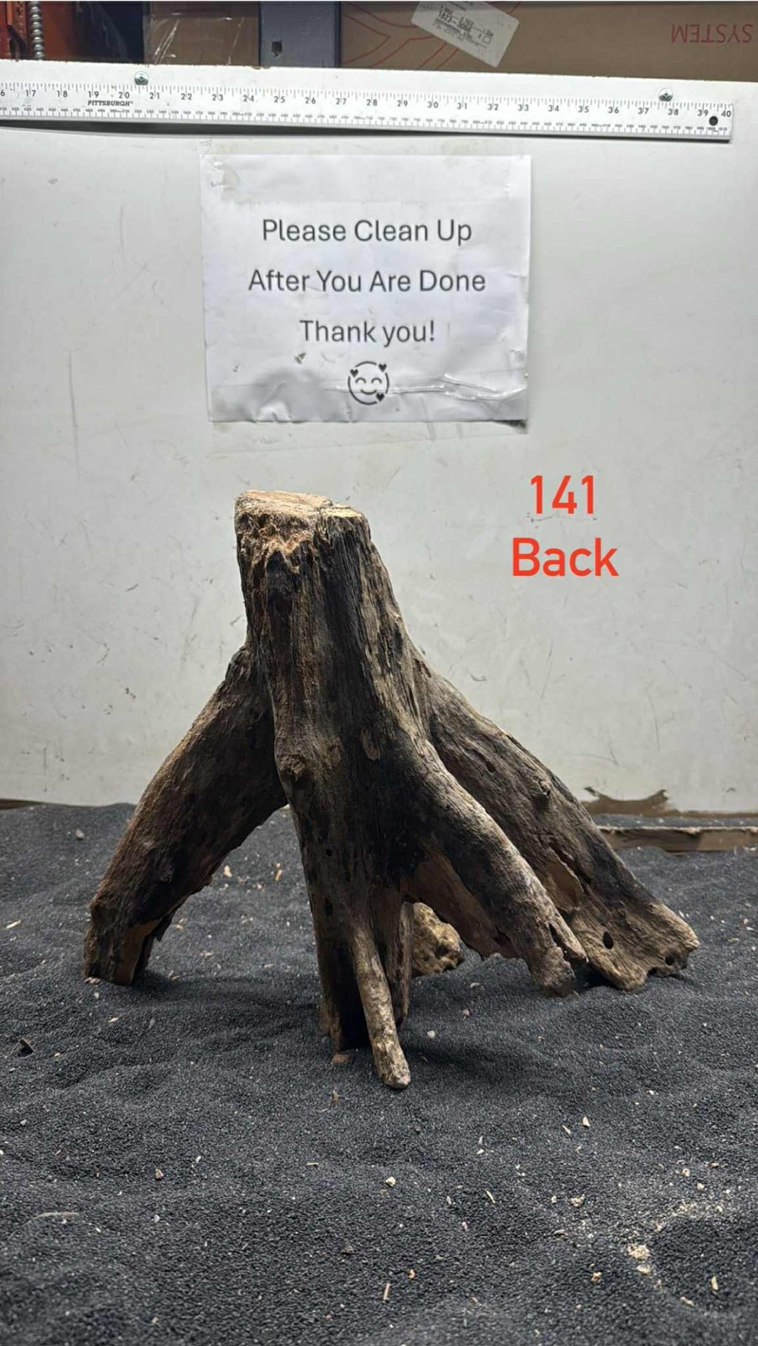 Mangrove Tree Stump 141