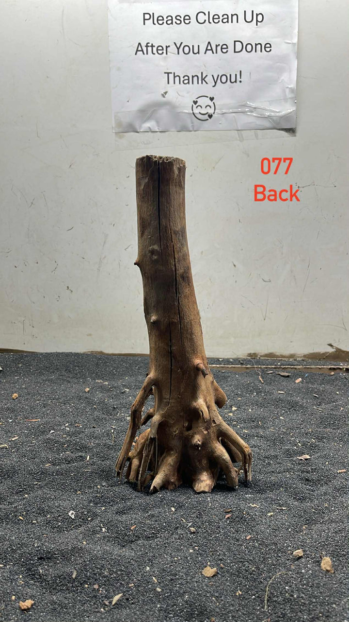 Mangrove Tree Stump 077