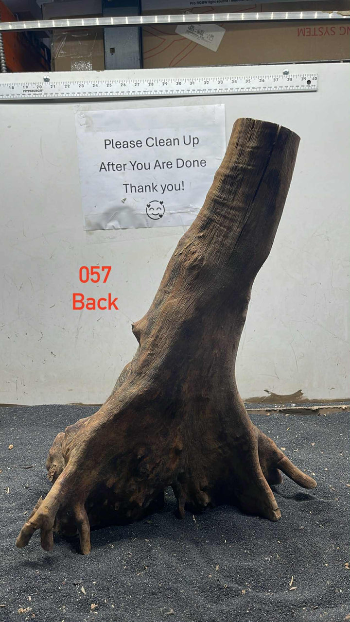 Mangrove Tree Stump 057