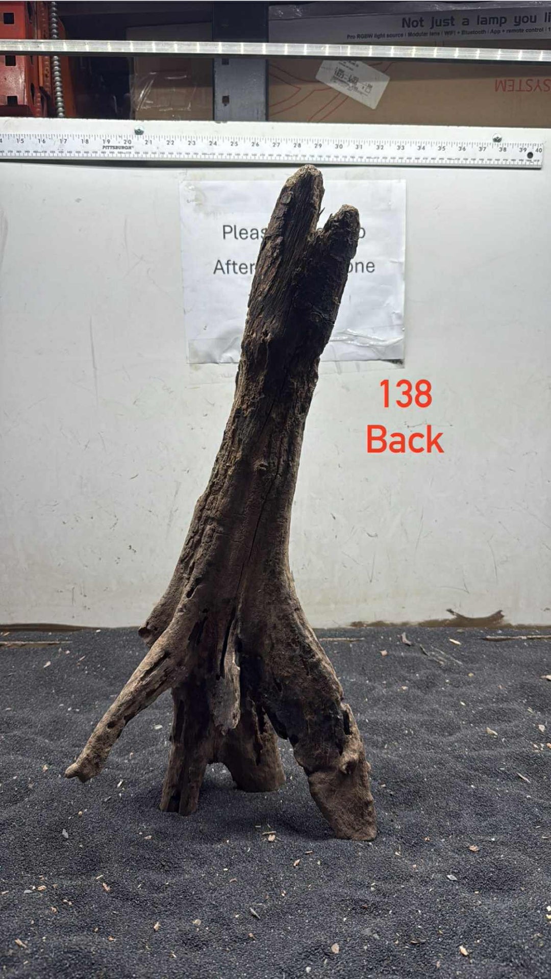 Mangrove Tree Stump 138
