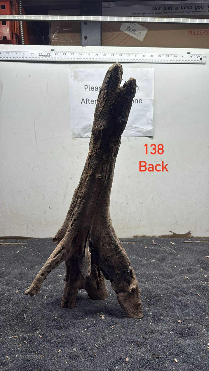 Mangrove Tree Stump 138