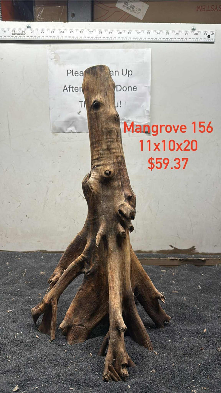 Mangrove Tree Stump 156
