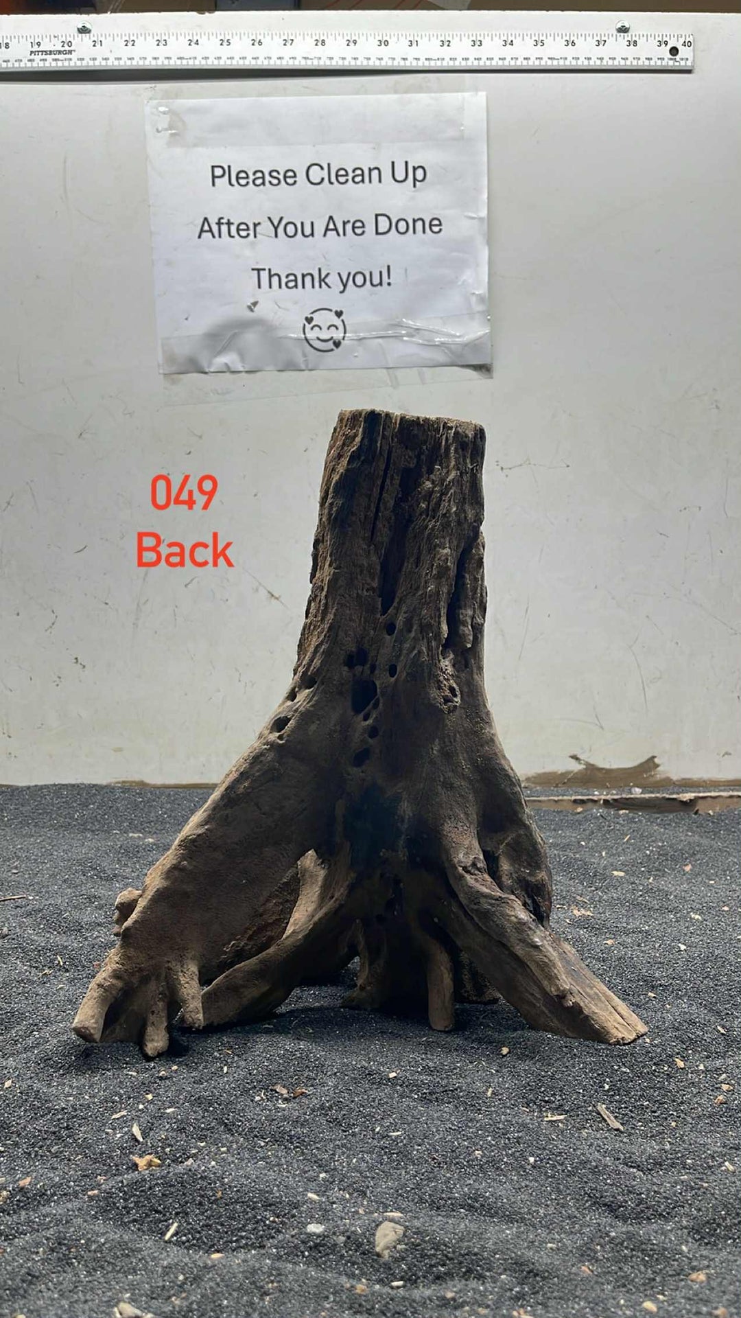 Mangrove Tree Stump 049