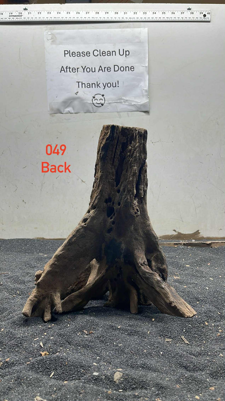 Mangrove Tree Stump 049