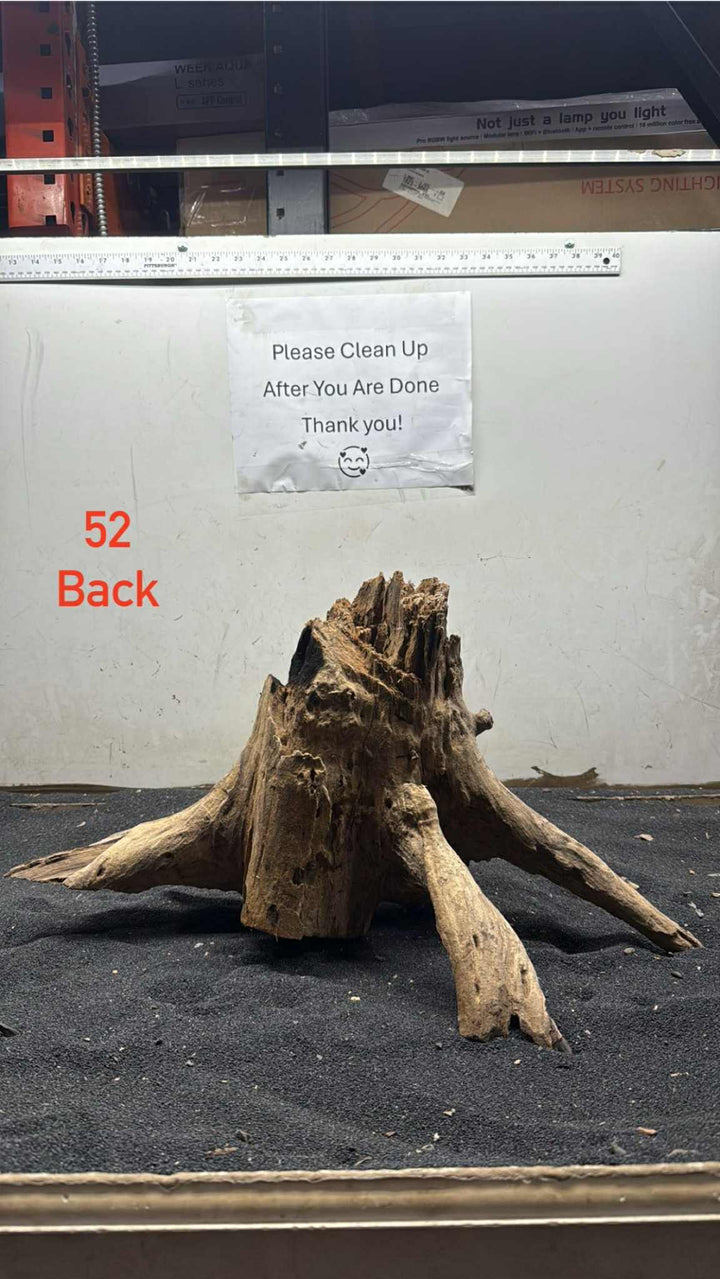 Hardwood Stump 052