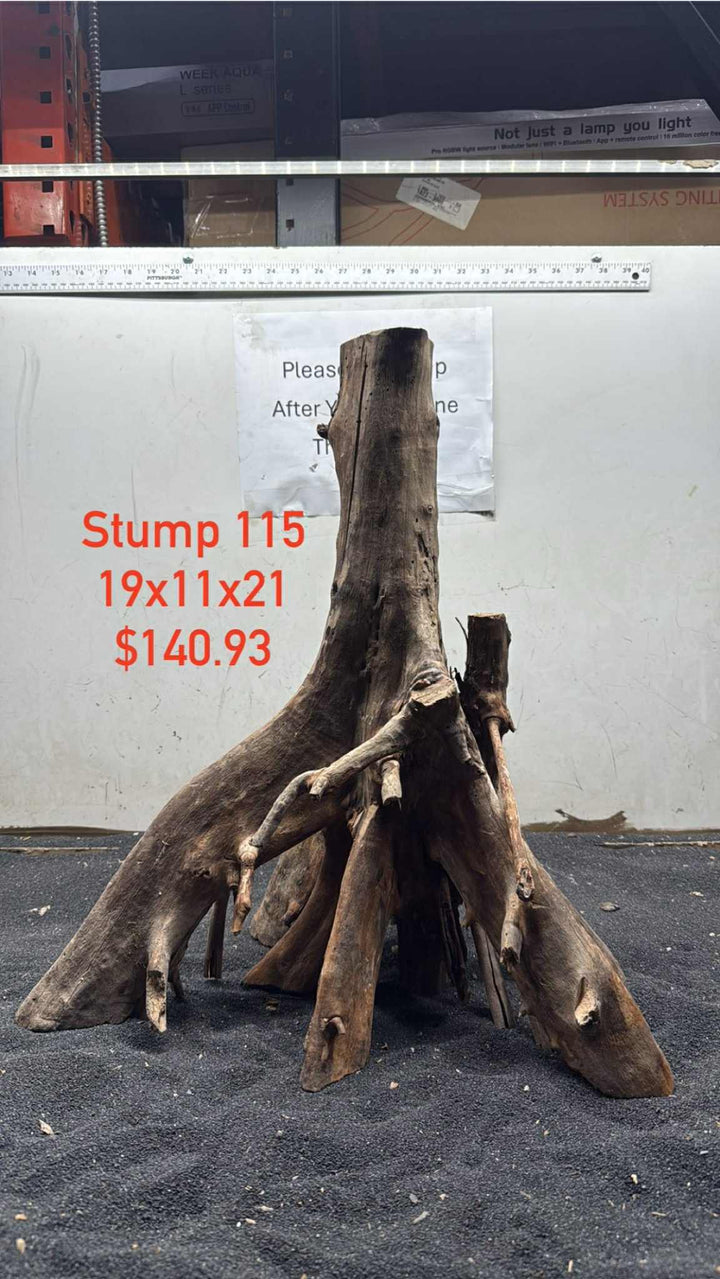 Mangrove Tree Stump 115
