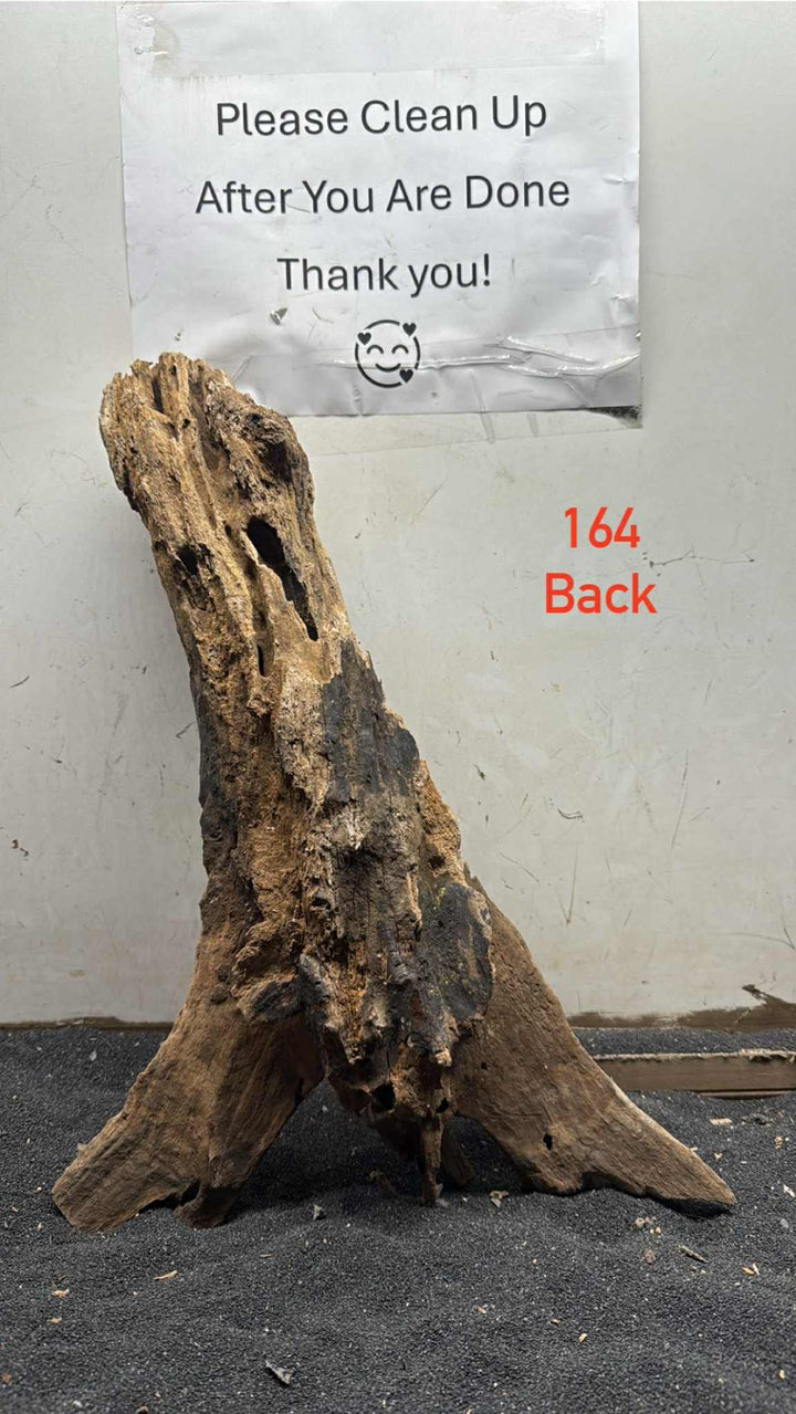 Mangrove Tree Stump 164