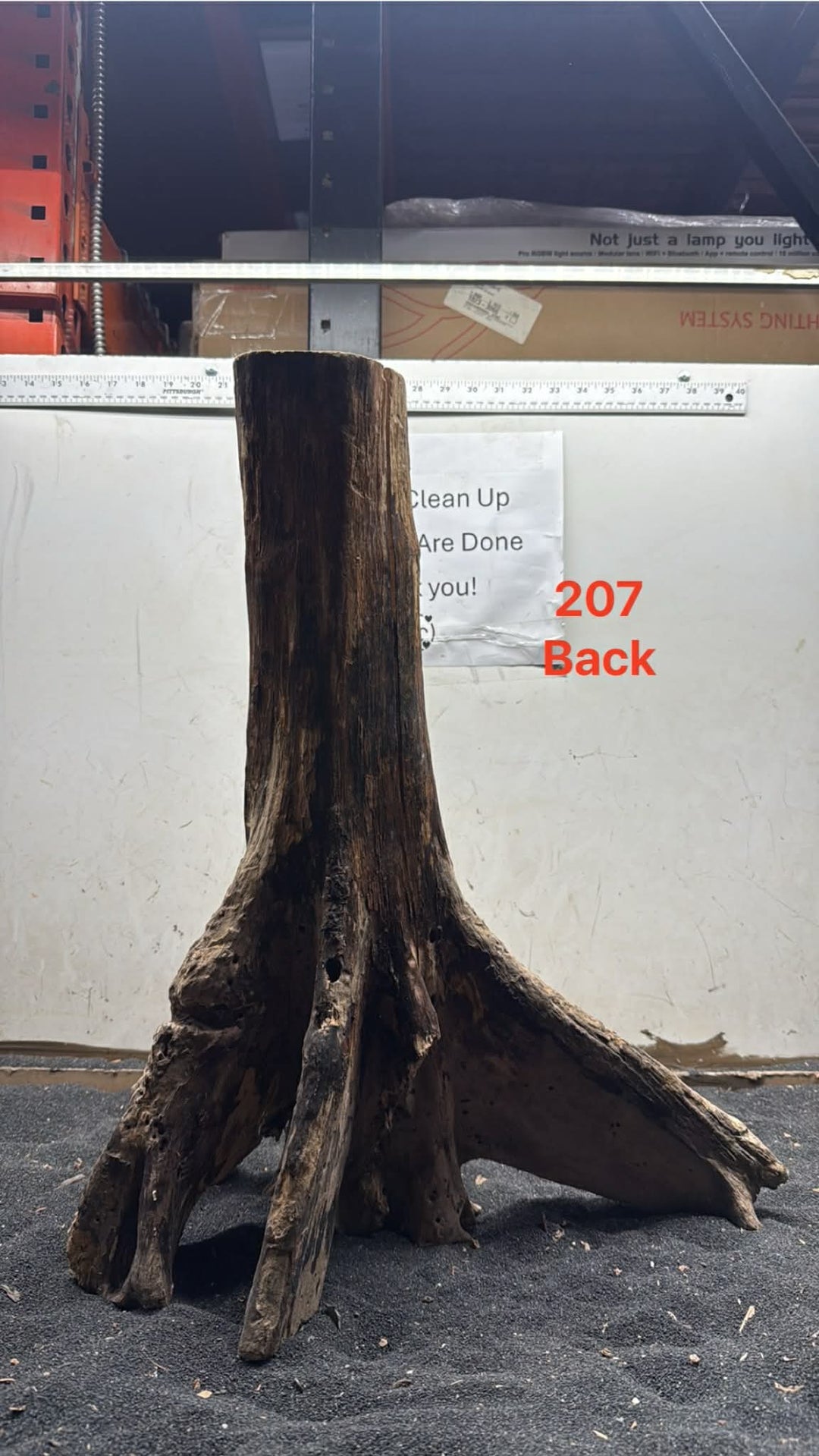 Mangrove Tree Stump 207