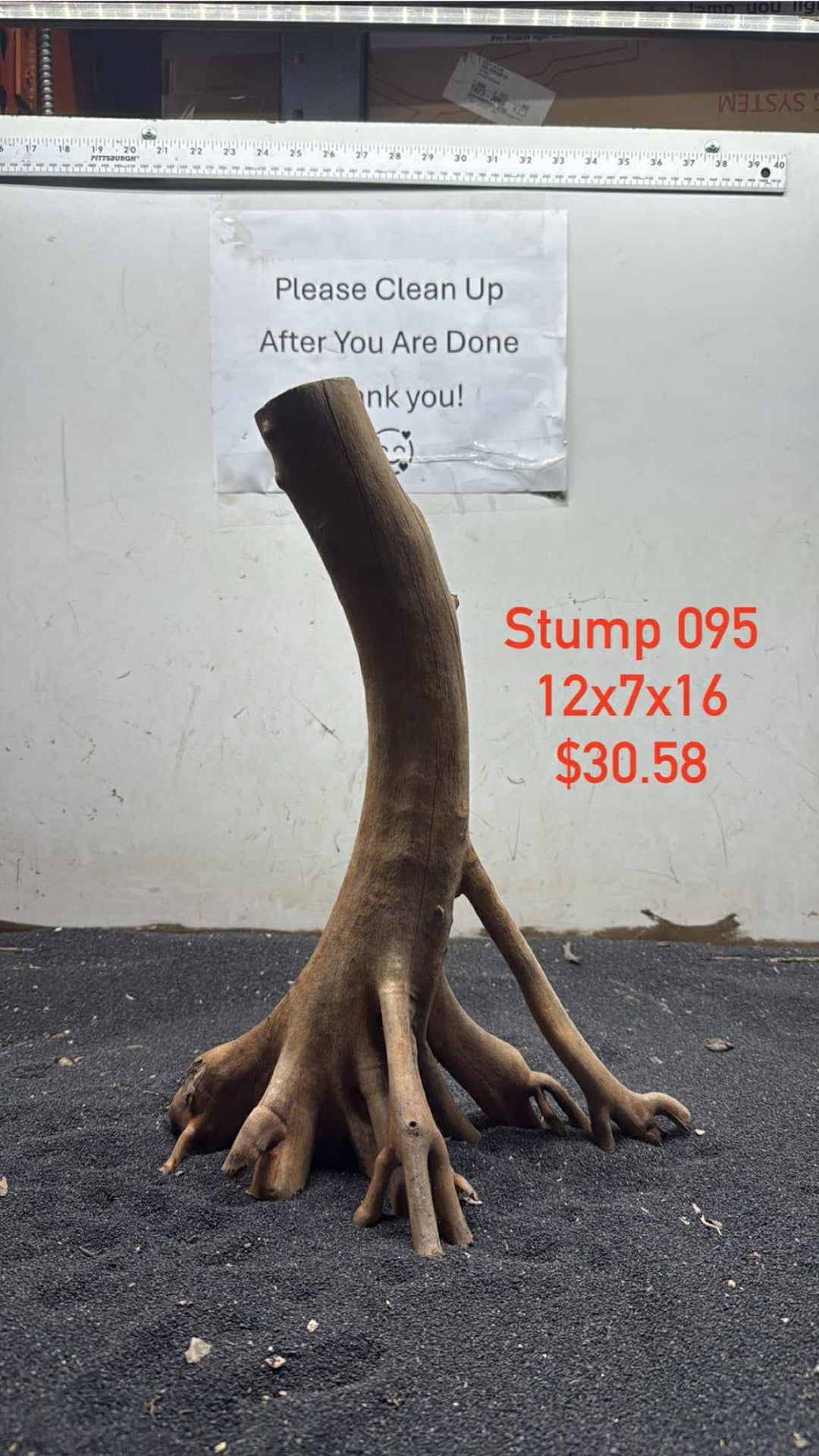 Mangrove Tree Stump 095