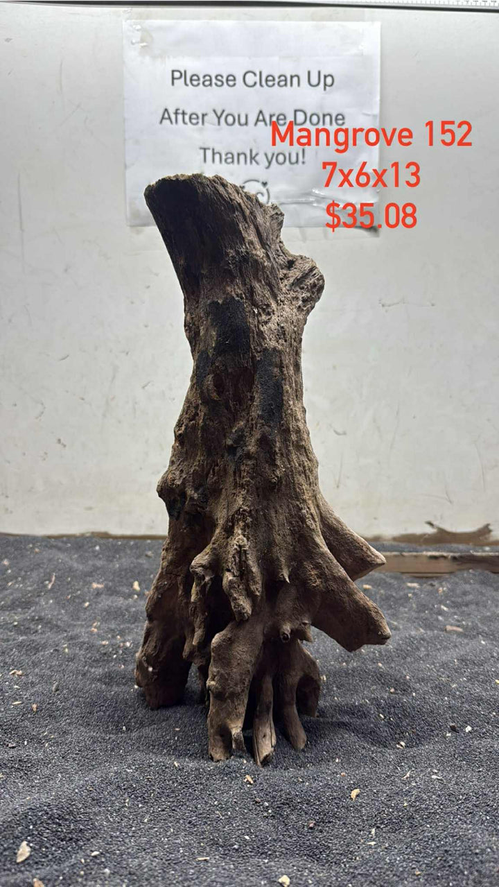 Mangrove Tree Stump 152