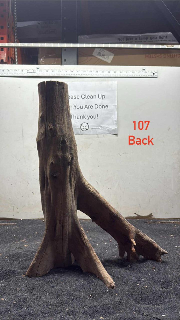 Mangrove Tree Stump 107