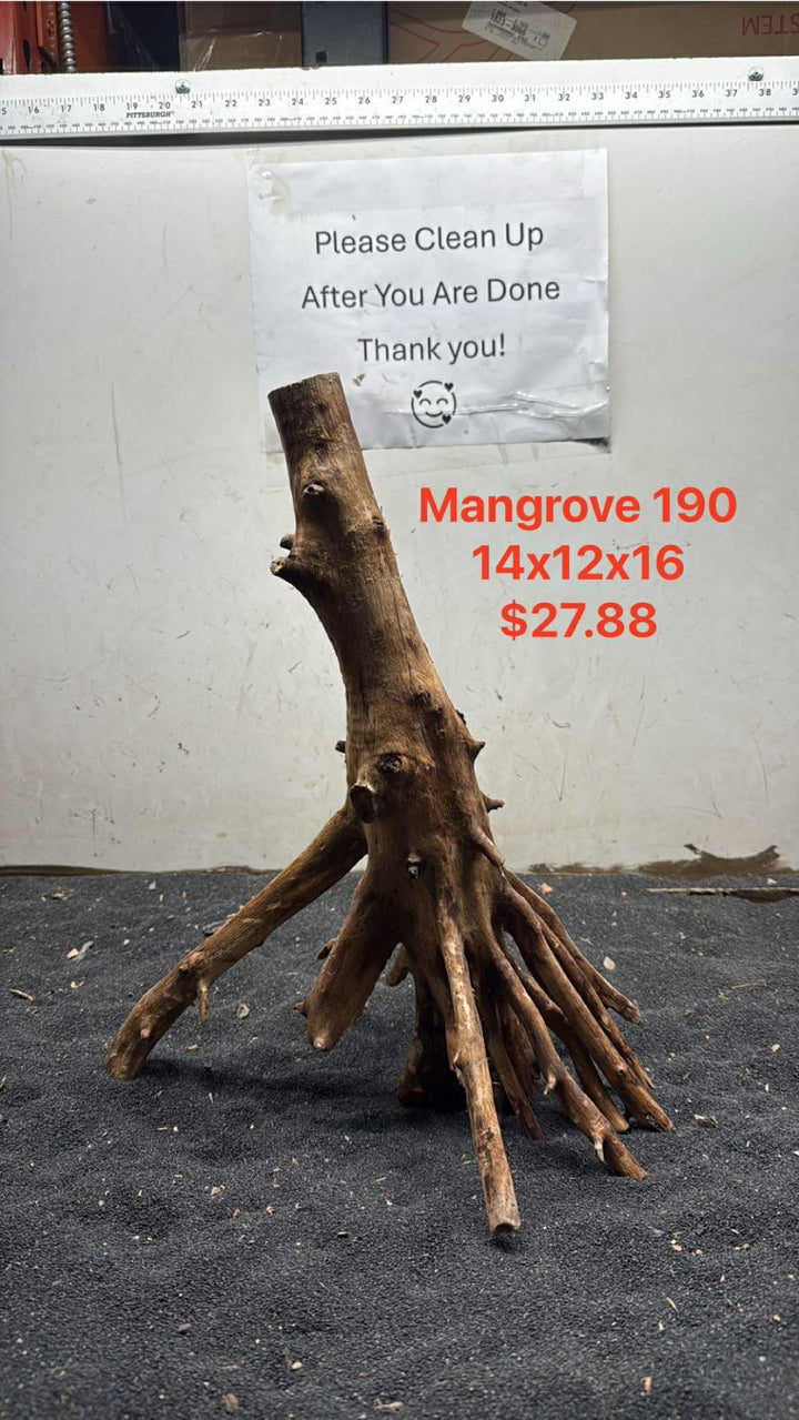 Mangrove Tree Stump 190