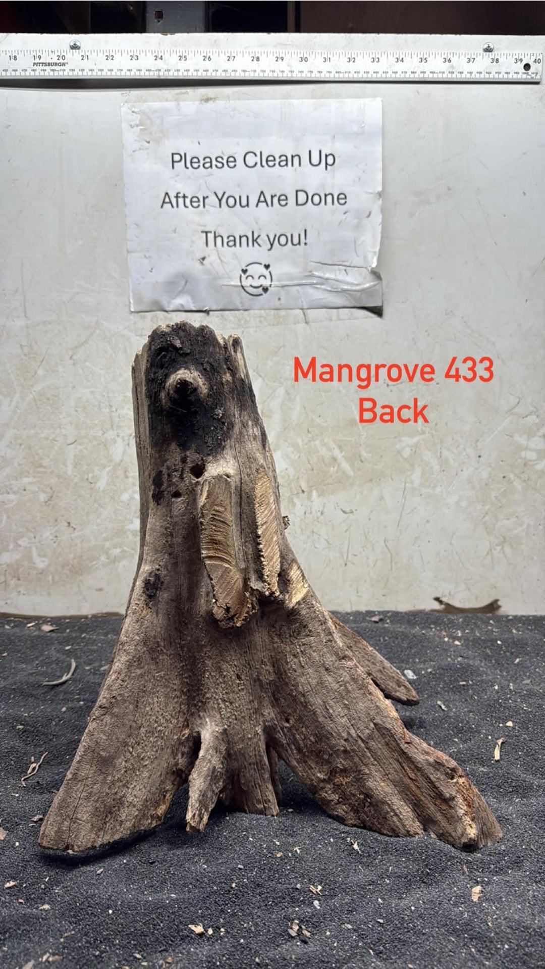 Mangrove Tree Stump 433
