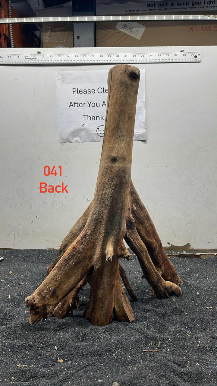 Mangrove Tree Stump 041