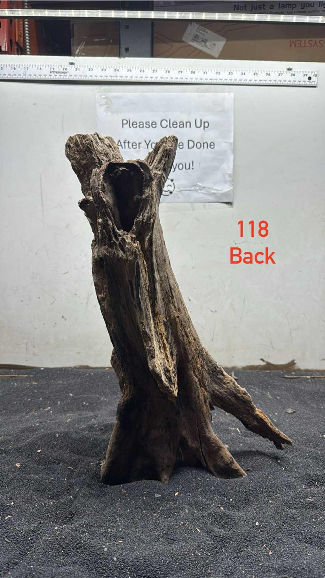 Mangrove Tree Stump 118