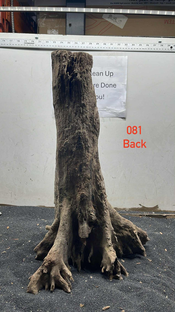 Mangrove Tree Stump 081
