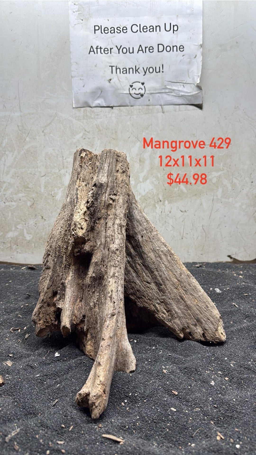Mangrove Tree Stump 429