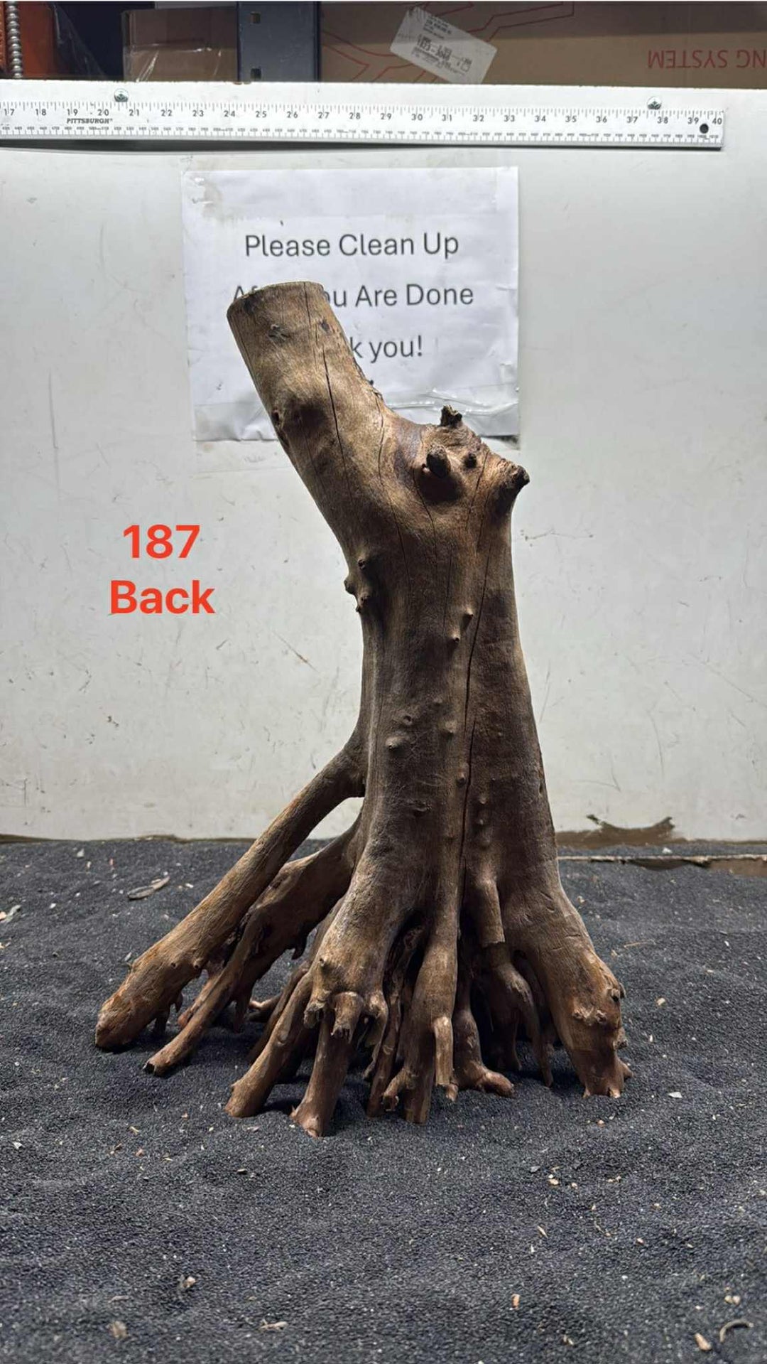 Mangrove Tree Stump 187