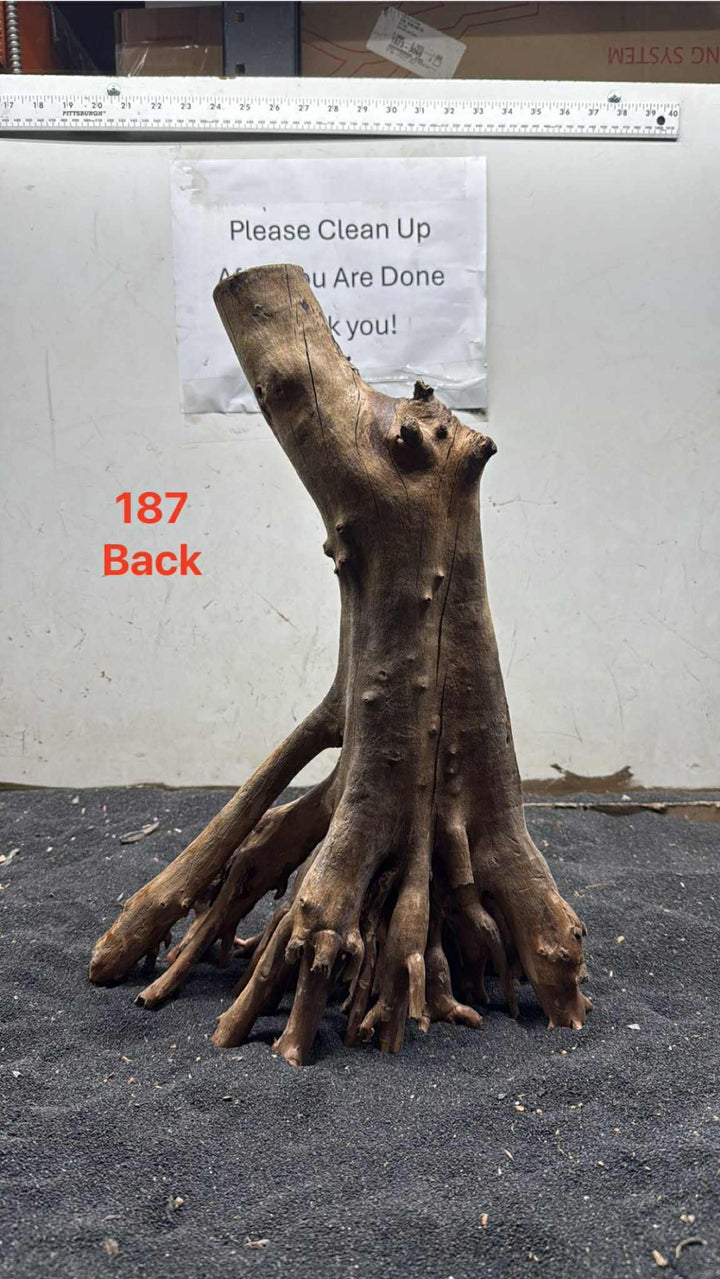 Mangrove Tree Stump 187