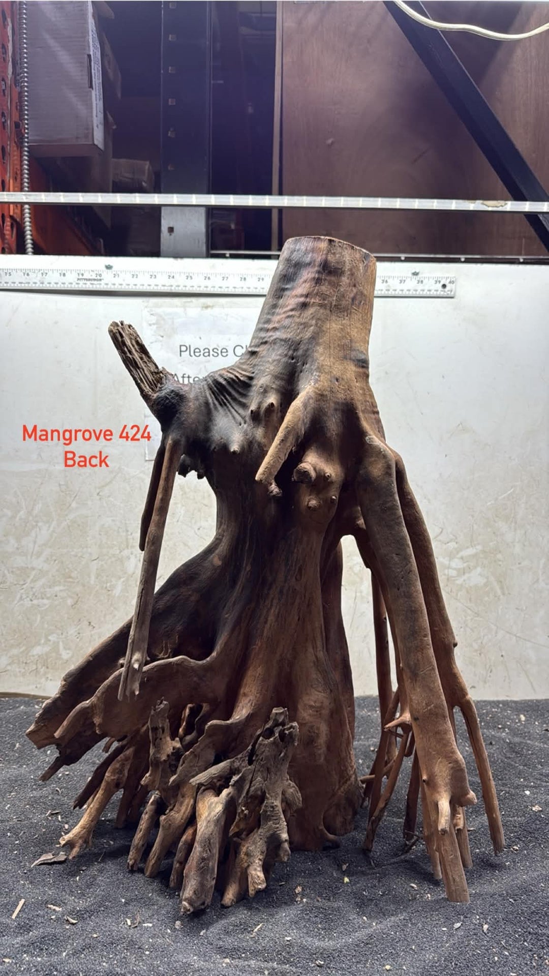 Mangrove Tree Stump 424