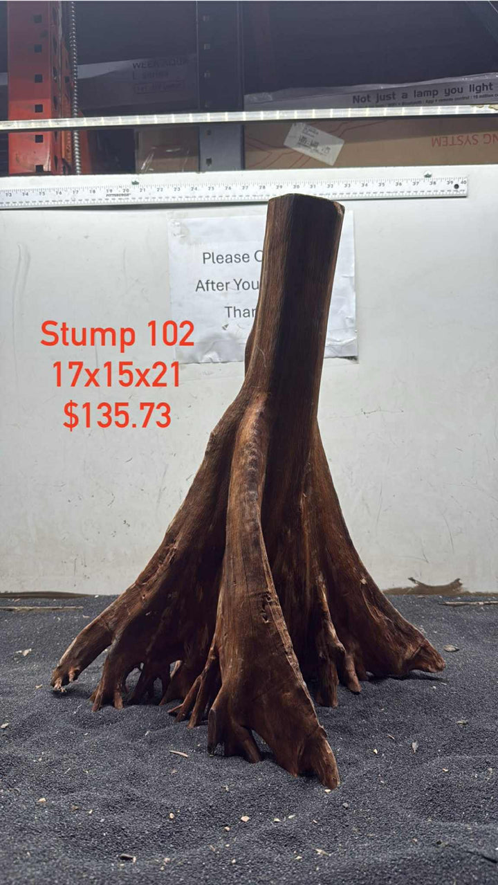 Mangrove Tree Stump 102