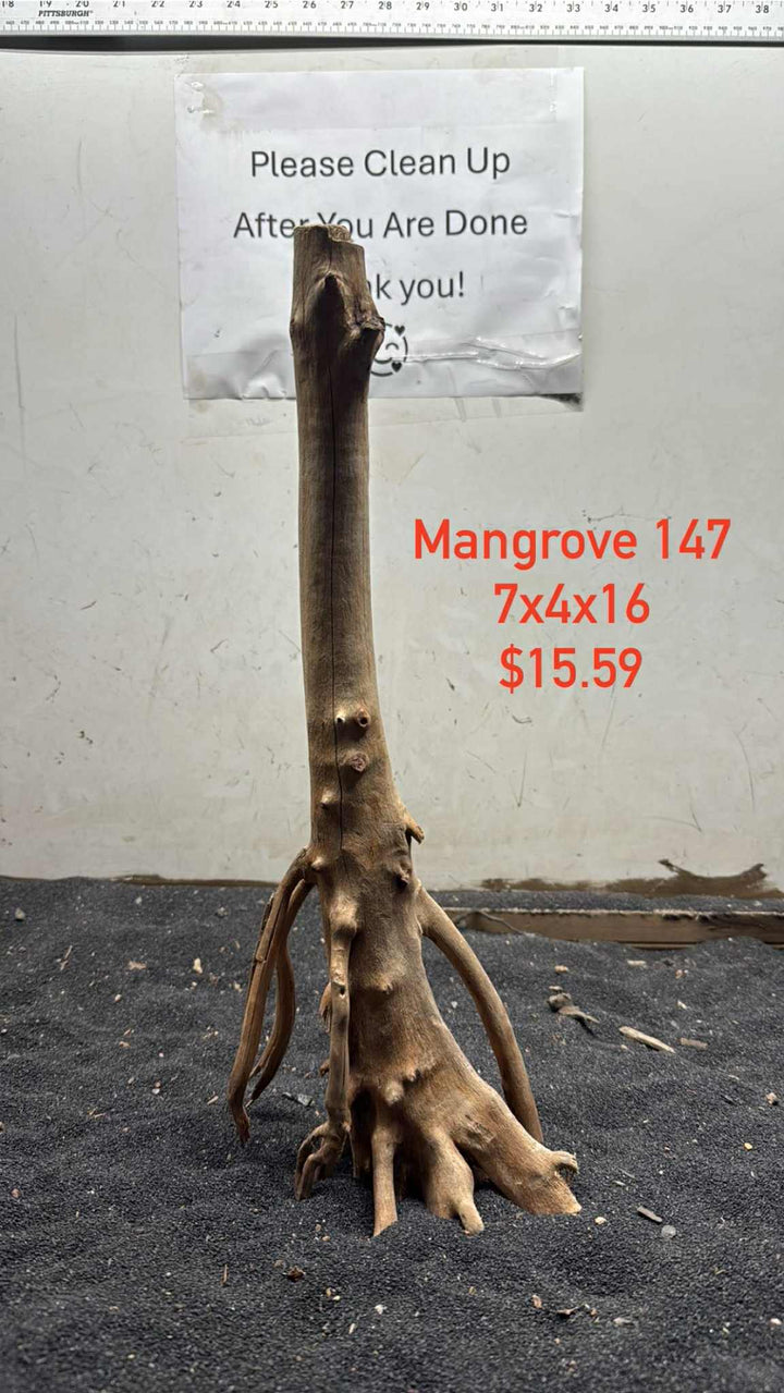 Mangrove Tree Stump 147