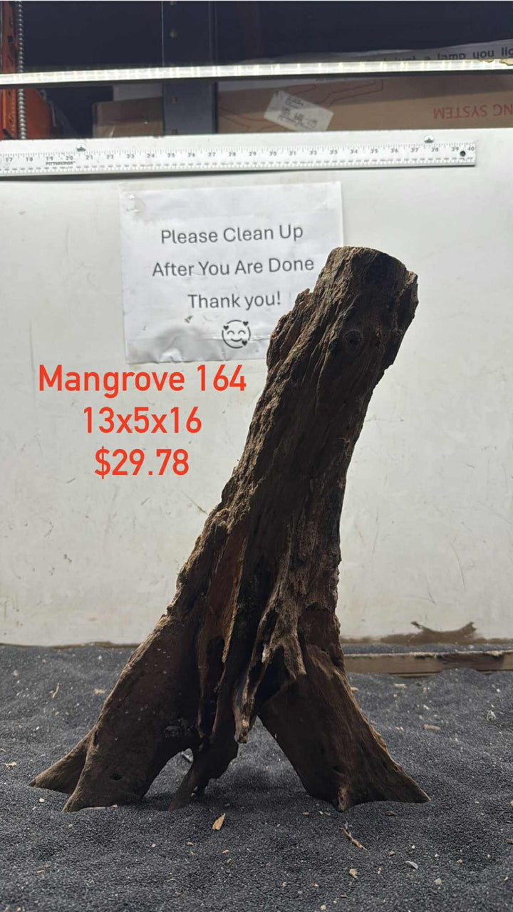Mangrove Tree Stump 164