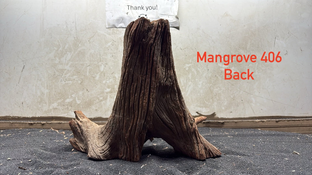 Mangrove Tree Stump 406