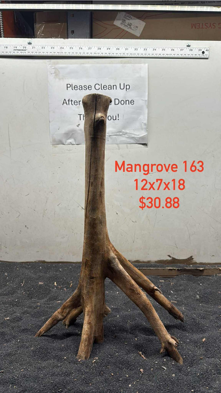 Mangrove Tree Stump 163