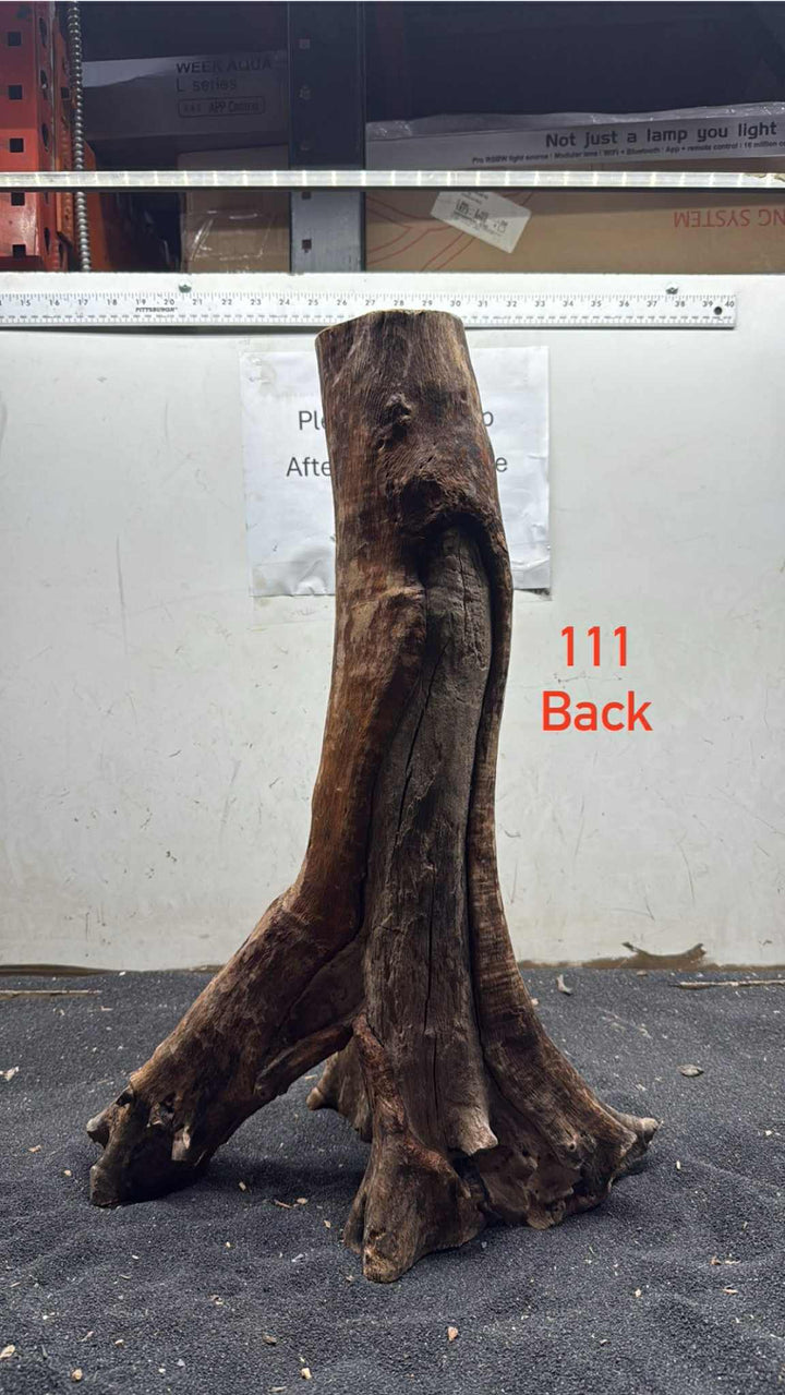 Mangrove Tree Stump 111