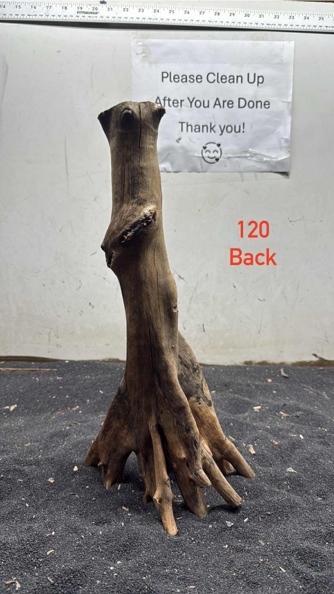 Mangrove Tree Stump 120