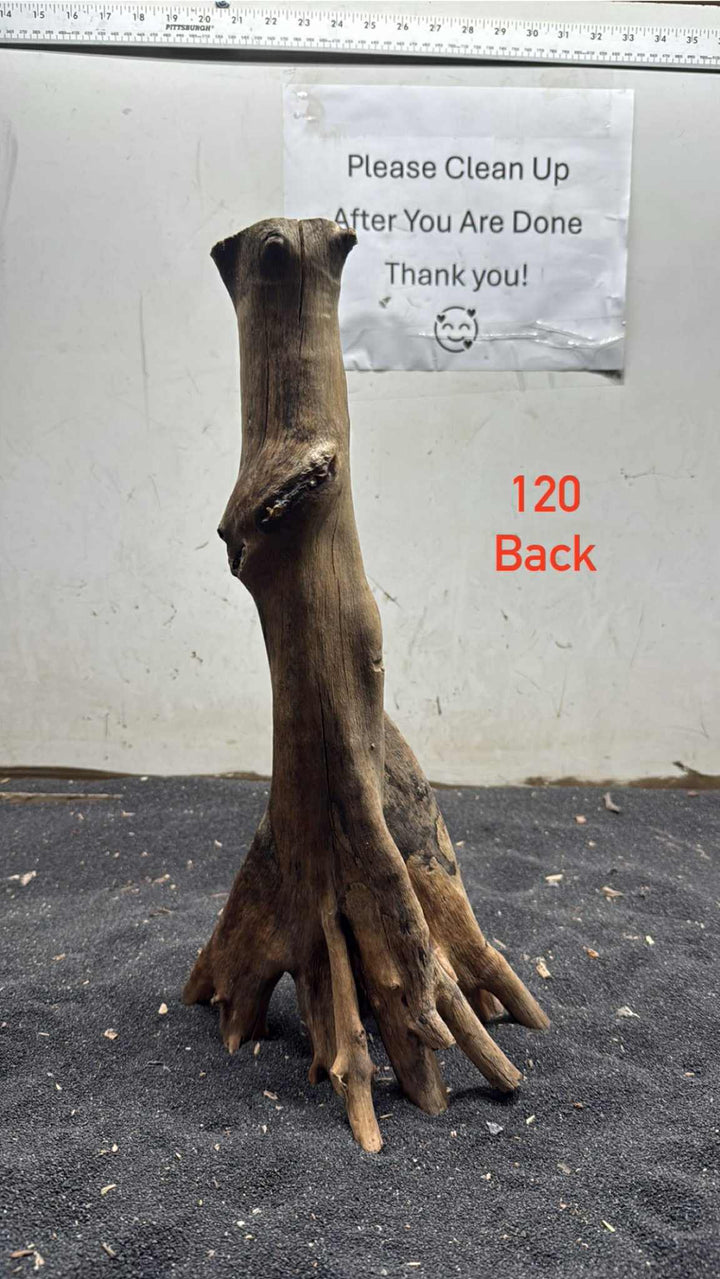 Mangrove Tree Stump 120