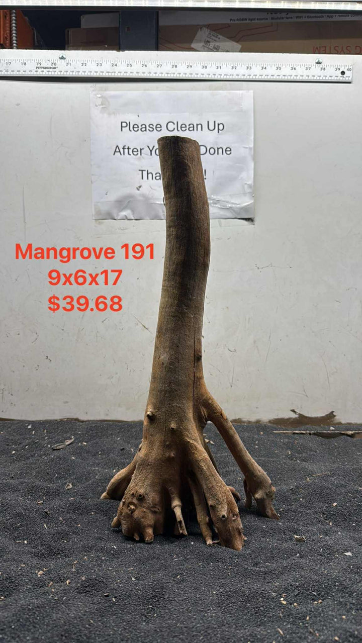 Mangrove Tree Stump 191