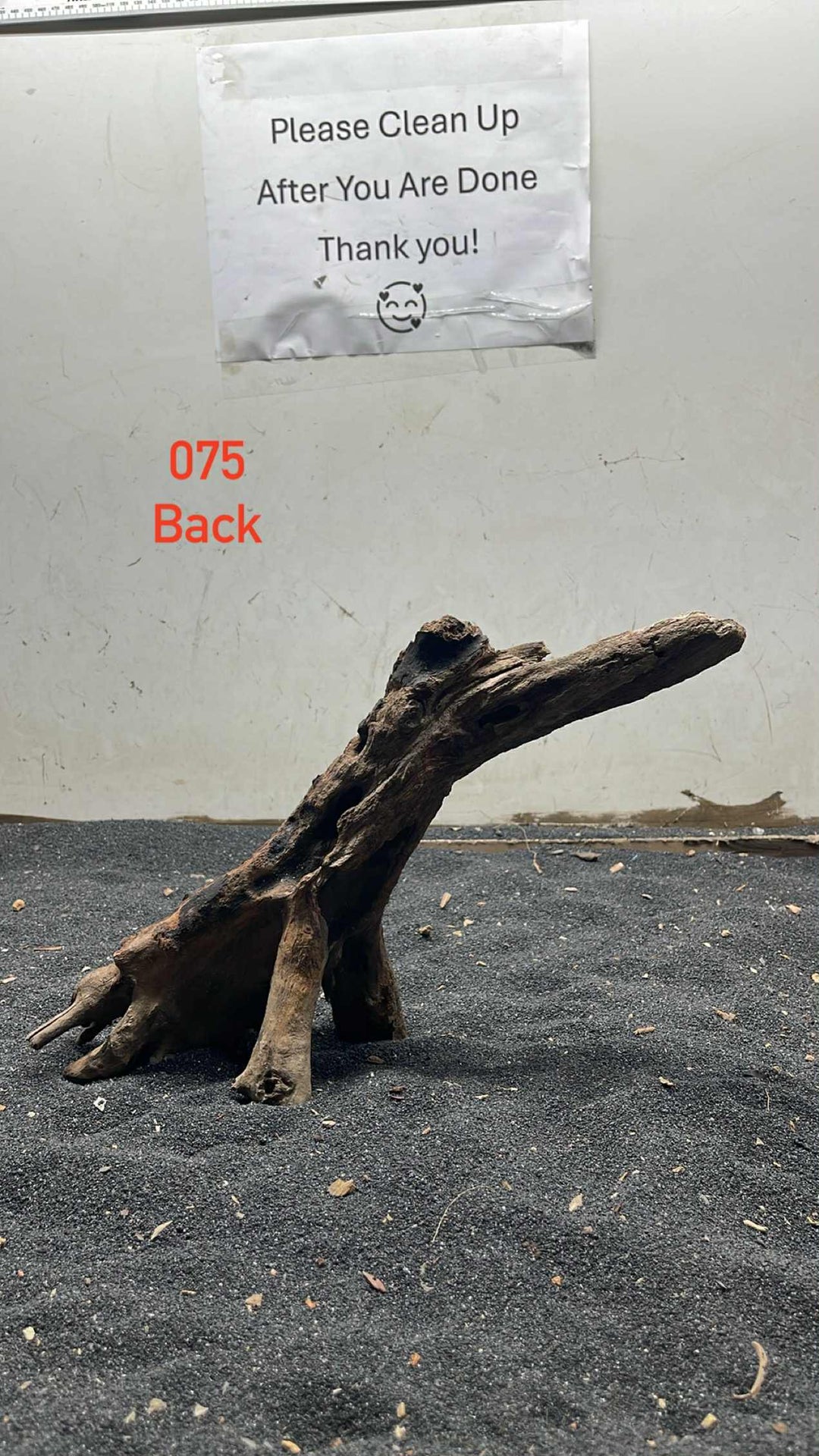 Mangrove Tree Stump 075