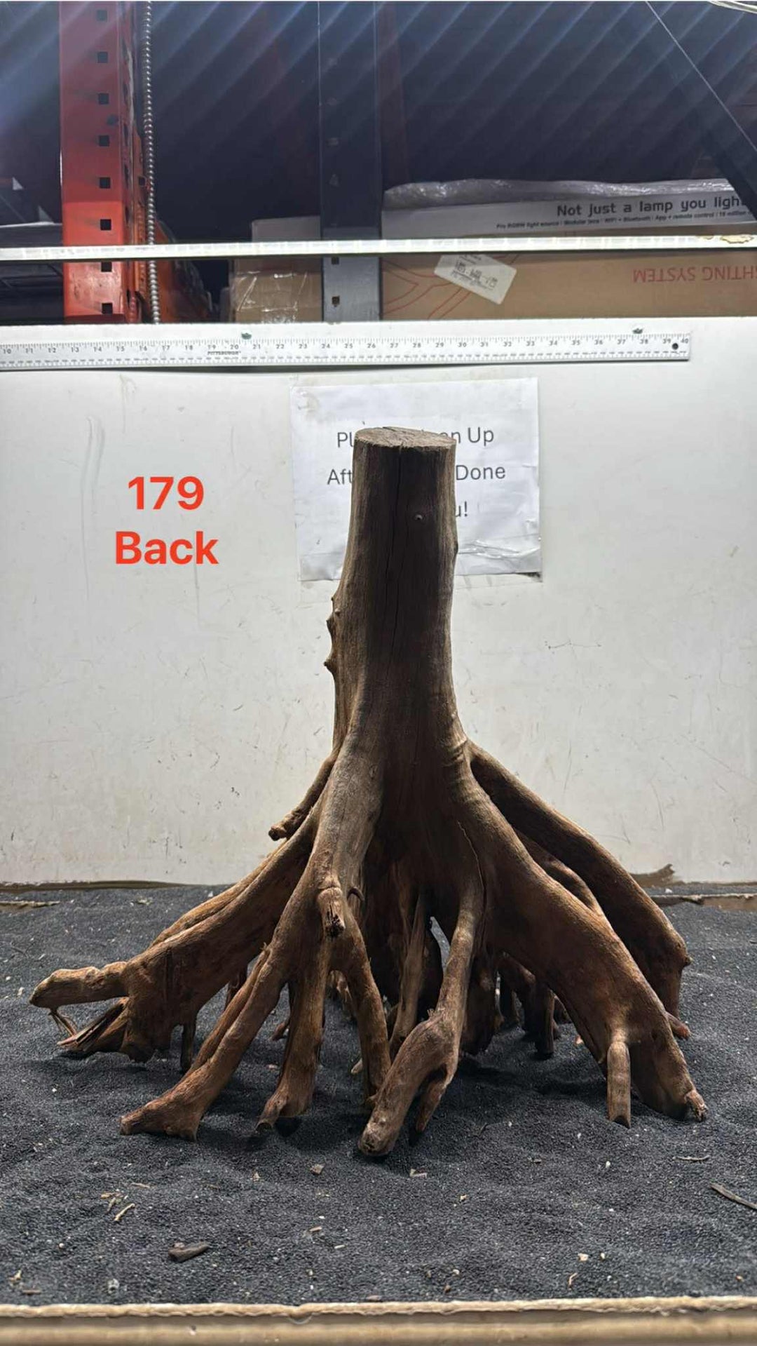 Mangrove Tree Stump 179