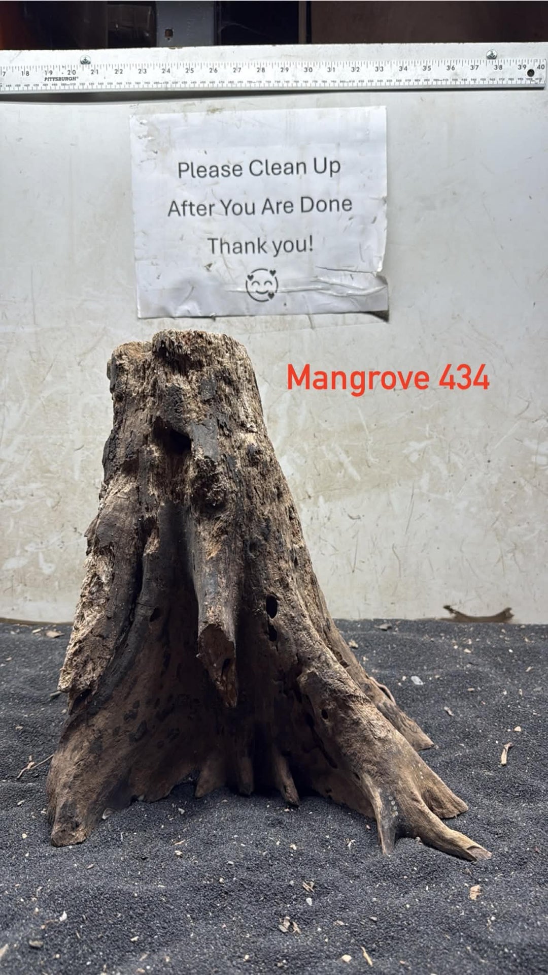 Mangrove Tree Stump 434