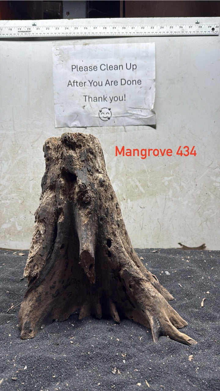 Mangrove Tree Stump 434