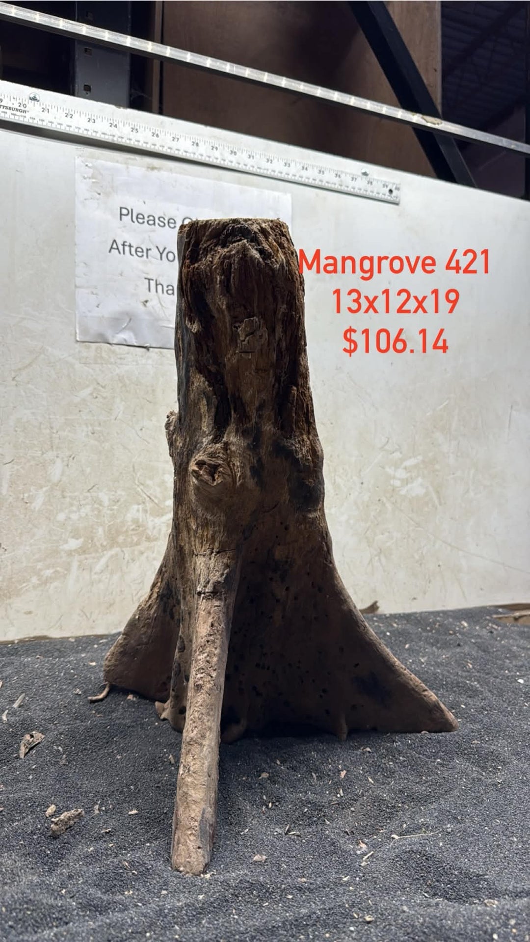 Mangrove Tree Stump 421