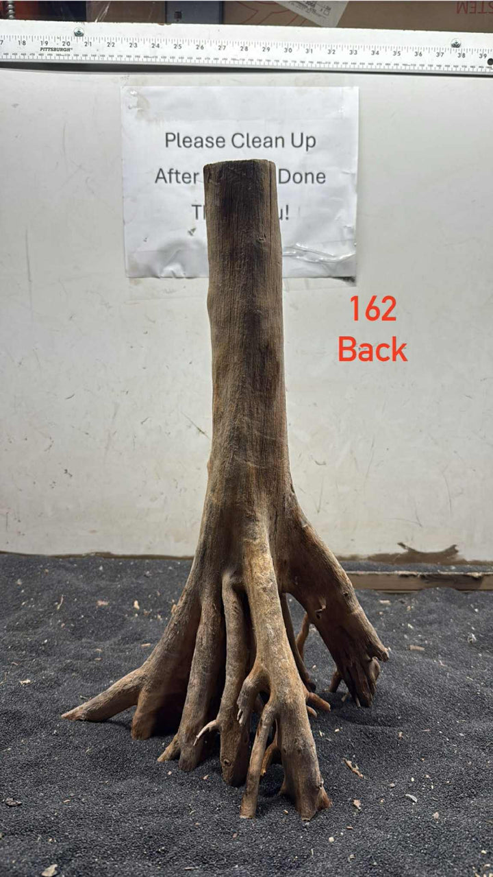 Mangrove Tree Stump 162