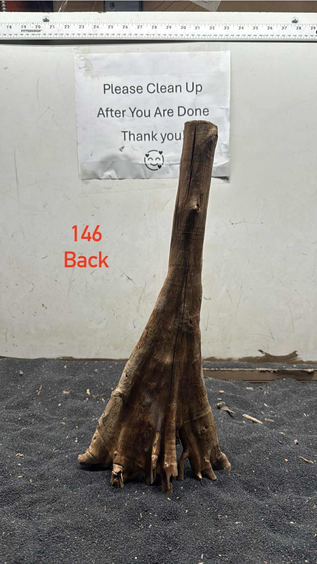 Mangrove Tree Stump 146