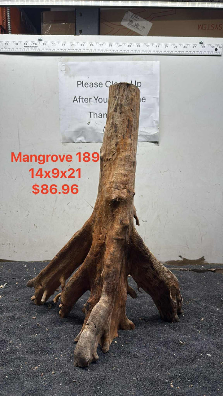 Mangrove Tree Stump 189